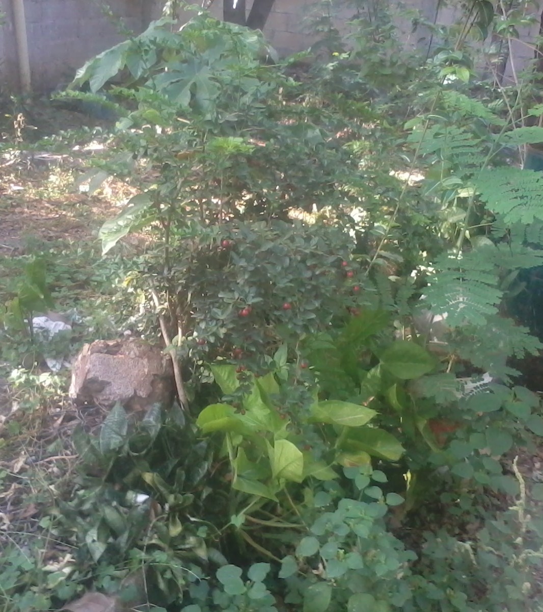 2015-05-22 08.50.32.jpg